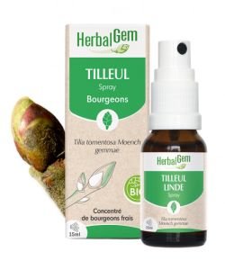 Tilleul (Tilia tomentosa) bourgeon